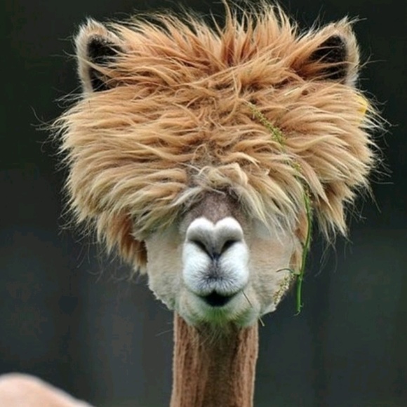 Meet your Posher, Treion - Picture 1 of 1